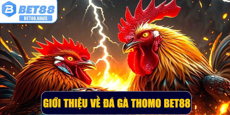 Giới thiệu chung về đá gà thomo BET88